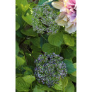 Κλαδί Άλλιον ArteLibre Τεχνητό Πράσινο/Βιολετί 12x72cm