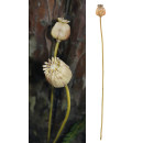 Κλαδί Σενέκιο ArteLibre Τεχνητό Καφέ 55cm