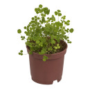 Τυχερό Τετράφυλλο Τριφύλλι Σε Πλαστική Γλάστρα