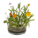 Λουλούδια Σε Κονσέρβα