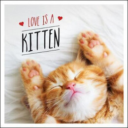 Love is a Kitten : a cat-Tastic Celebration of the World's Cutest Kittens