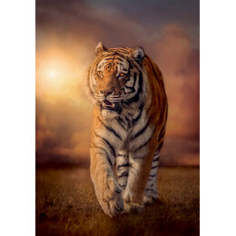 Clementoni Παζλ High Quality Collection Τίγρης 1000 τμχ - Compact Box