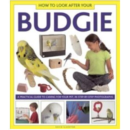 How to Look After Your Budgie