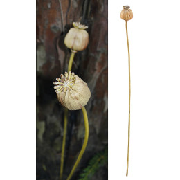 Κλαδί Σενέκιο ArteLibre Τεχνητό Καφέ 55cm