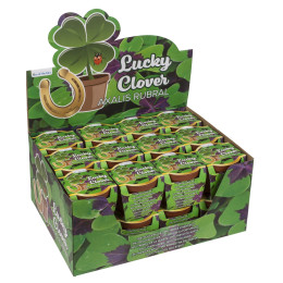 Τυχερό Τετράφυλλο Τριφύλλι Σε Πλαστική Γλάστρα