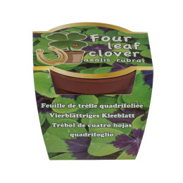 Τυχερό Τετράφυλλο Τριφύλλι Σε Πλαστική Γλάστρα