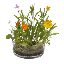 Λουλούδια Σε Κονσέρβα