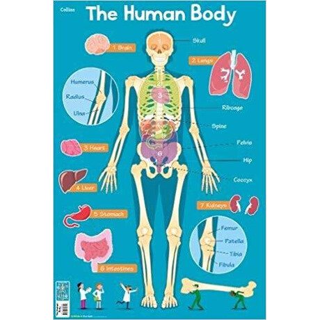 Human Body (Collins Children’s Poster)