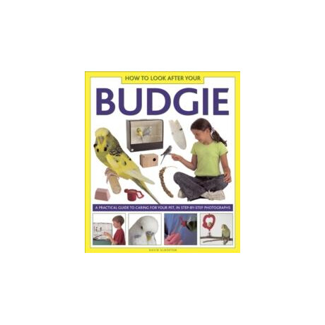 How to Look After Your Budgie