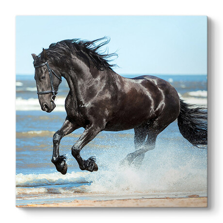 Πίνακας σε Καμβά "black Horse" Megapap Ψηφιακής Εκτύπωσης 60x60x3εκ.