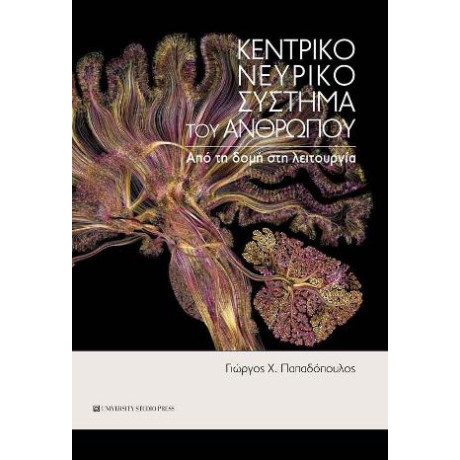 Κεντρικό Νευρικό Σύστημα του Ανθρώπου