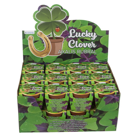 Τυχερό Τετράφυλλο Τριφύλλι Σε Πλαστική Γλάστρα