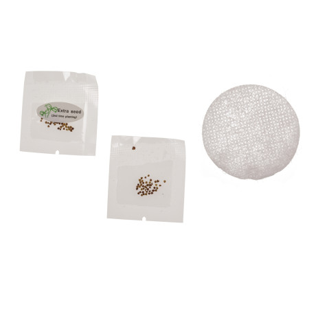 Τυχερό Τετράφυλλο Τριφύλλι Σε Πλαστική Γλάστρα