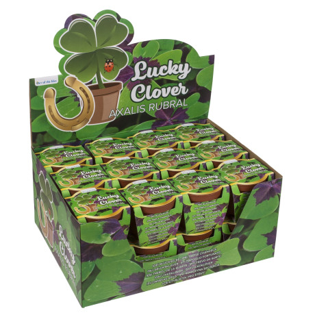 Τυχερό Τετράφυλλο Τριφύλλι Σε Πλαστική Γλάστρα