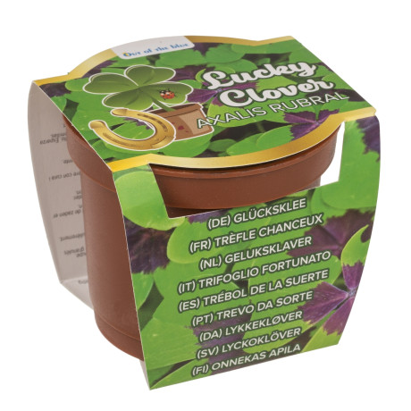 Τυχερό Τετράφυλλο Τριφύλλι Σε Πλαστική Γλάστρα