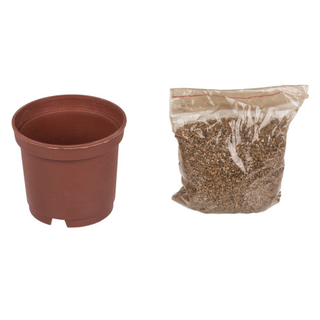 Τυχερό Τετράφυλλο Τριφύλλι Σε Πλαστική Γλάστρα