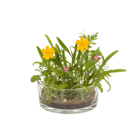 Λουλούδια Σε Κονσέρβα