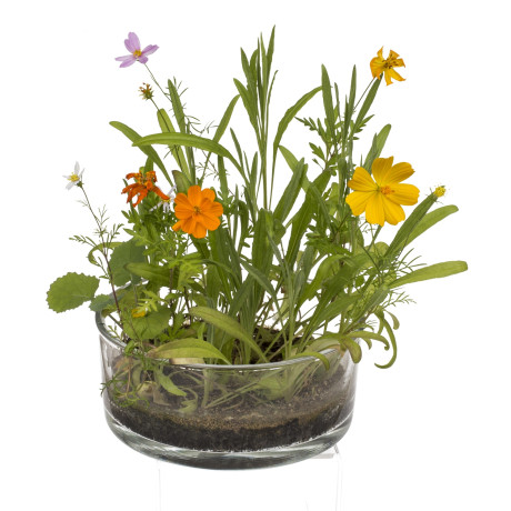 Λουλούδια Σε Κονσέρβα